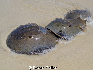 Horseshoe crab by Beate Seiler 
